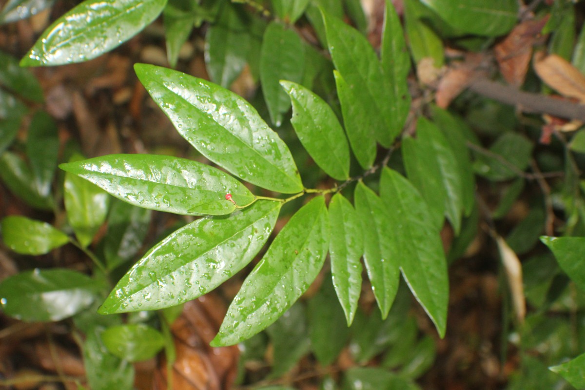 Polyalthia persicifolia (Hook.f. & Thomson) Bedd.